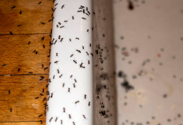 Best Mosquito Control Services  in Essex Fells, NJ