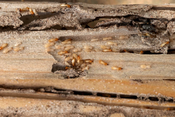 Best Spider Control Near Me  in Essex Fells, NJ